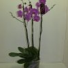 Phalenopsis 3 br – ramifié – rose – Pot de 15 –