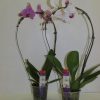 Phalenopsis arceau – 1 tige -Pot de 12 – ht 60 cm