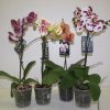 Phalenopsis special 10 –