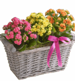 CAMELLIA POT DE 19 - ROUGE - Image 2