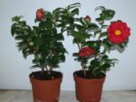 CAMELLIA POT DE 19 - ROUGE