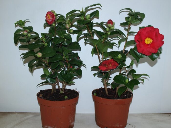 CAMELLIA POT DE 19 - ROUGE - Image 1