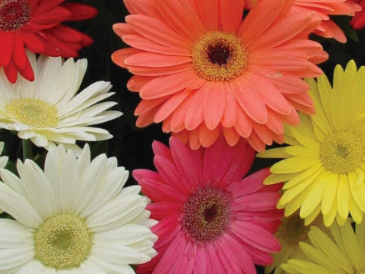 Daisies