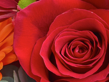 KaBloom Bouquet of 12 Fresh Cut Purpl