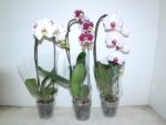 PH CASCADE - Image 2