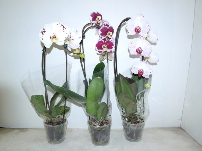 PH CASCADE - Image 2
