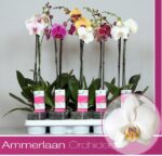 PHAL AMMERLAND 1 T
