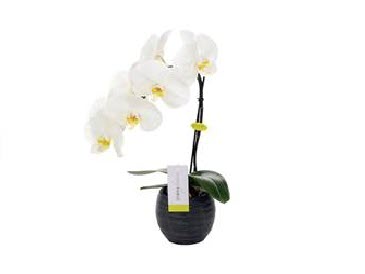 PHAL FORMIDABLO P12