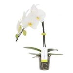 PHAL FORMIDABLO P12 - Image 2