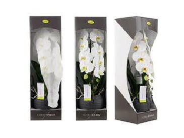 PHAL FORMIDABLO P15