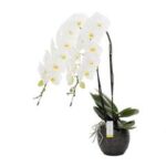 PHAL FORMIDABLO P17 - Image 3