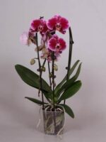PHAL MAGIC SESAM GREEN