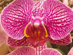 PHAL NANCY