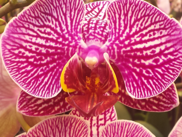PHAL NANCY