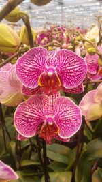 PHAL NANCY - Image 2