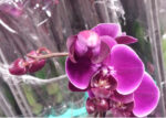 PHAL NINA