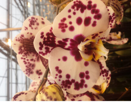 PHAL POLKA