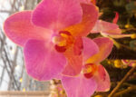 PHAL SANDIE
