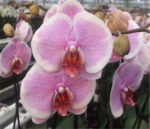 PHAL SOPHIA 2T