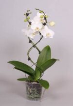 PHAL TWISTER 2T