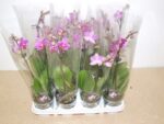 Phalaenopsis