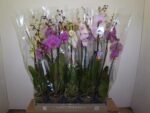 PHALAENOPSIS 2 TIGE - 5 ETOILES - REF 320