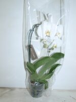 PHALAEO ARCEAU 1 T - WIT