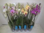PHALENOPSIS 3 BR - VARIES - POT DE 12 - 60 CM