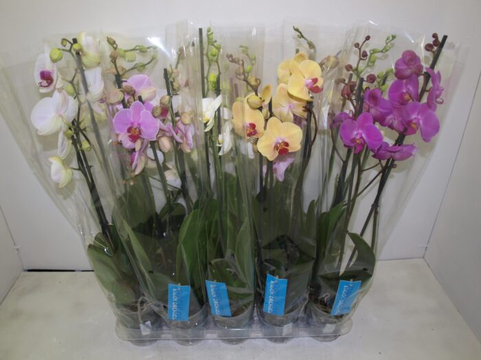 PHALENOPSIS 3 BR - VARIES - POT DE 12 - 60 CM - Image 1