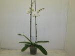 PHALENOPSIS POT DE 15 - 2 BR white - 90 cm