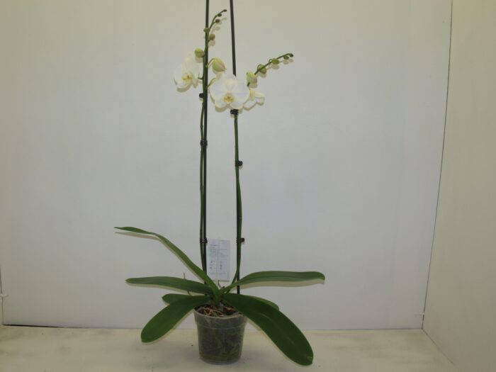 PHALENOPSIS POT DE 15 - 2 BR white - 90 cm - Image 1