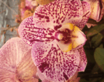 PHAL_NORVEGIA
