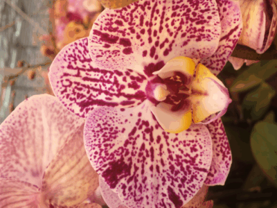 PHAL_NORVEGIA.png