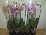 Phale varies 1 br - Pot de 12 - 55 cm