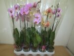 Phalaenopsis  1 tak - 5 etoiles