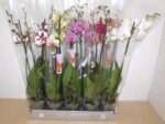 Phalaenopsis 2 tiges varies - 5 etoiles - p 12 - 65 cm