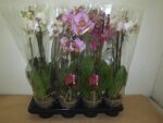 Phalaeo varies pot de 14