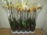 Phalao jaune p12 - 70 cm