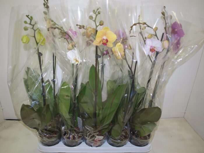 Phale varies 1 br - Pot de 12 - 55 cm - Image 2