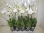 Phale wit -1 br -Pot de 12 - 60 cm