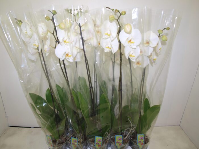 Phale wit 1 br - Pot de 12 -75 cm - Image 1
