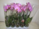 Phaleno 1 br violet - Pot de 12- 60 cm