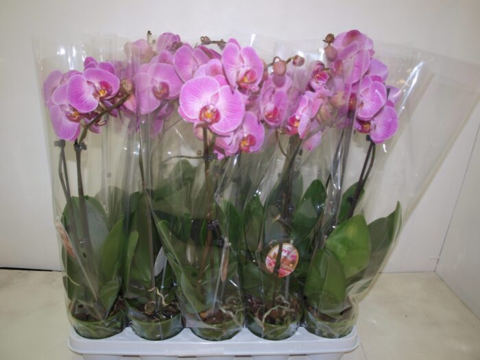 Phaleno 1 br violet - Pot de 12- 60 cm - Image 1