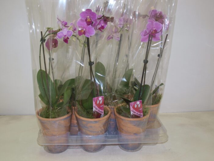 Phaleno Pot de terre - 9 -  25-30 cm - Image 1