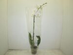 Phaleno  wit Pot de 15 - 95 cm