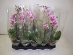 Phaleno x 10  pot de 12 - 50 cm