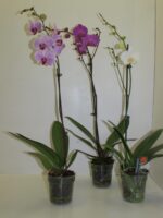 Phalenopsis - 1 br-Pot de 12- ht 80 cm