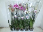 Phalenopsis 1 tige - specialyty -