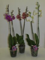 Phalenopsis - 2 br - Pot de 12- ht 80 cm