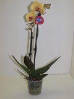 Phalenopsis 2 br